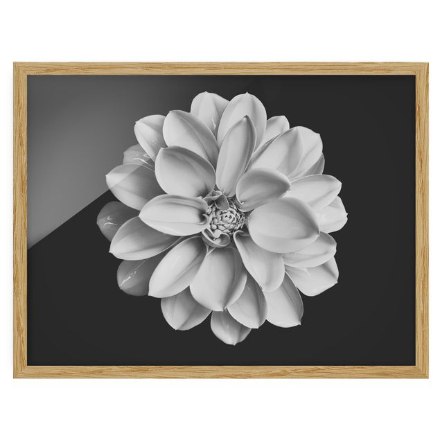 Framed floral Dahlia Black And White