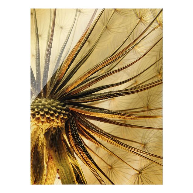 Prints flower Dandelion Close Up