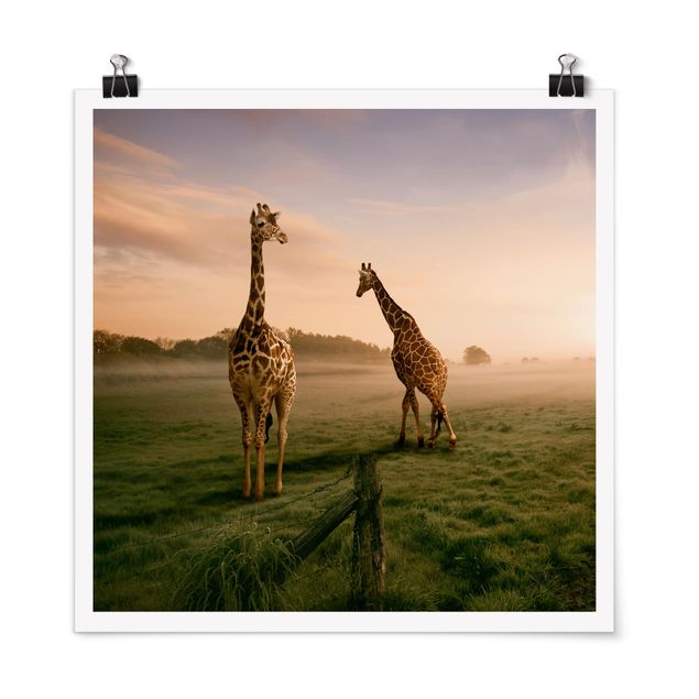 Landscape canvas prints Surreal Giraffes