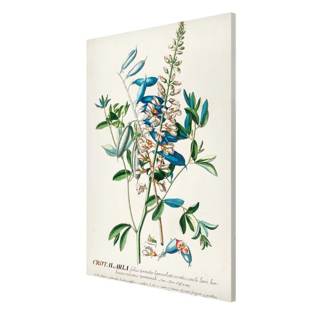 Prints vintage Vintage Botanical Illustration Legumes