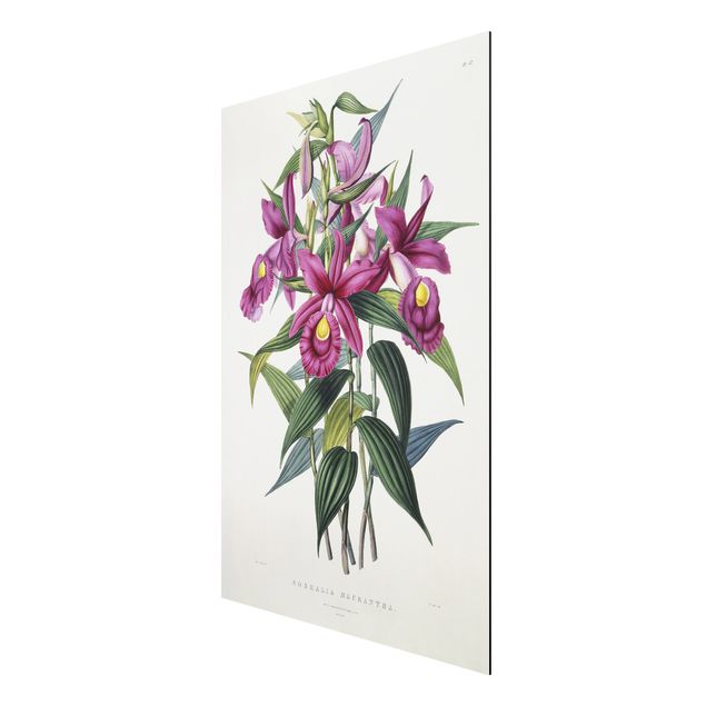 Orchid print Maxim Gauci - Orchid I