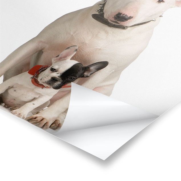 Prints Bull Terrier and Friend