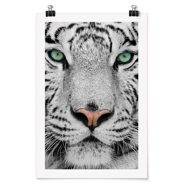 Poster black white White Tiger