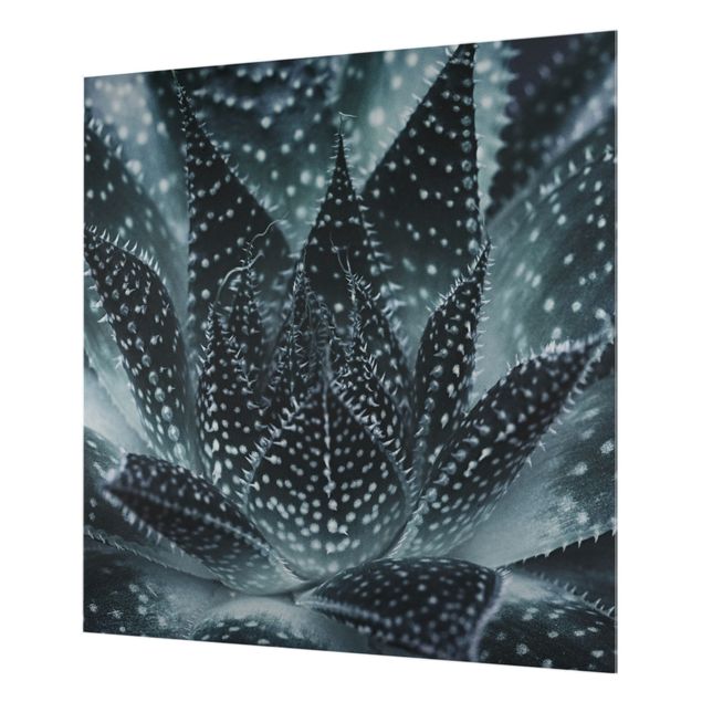 Splashback - Cactus Drizzled With Starlight At Night - Square 1:1