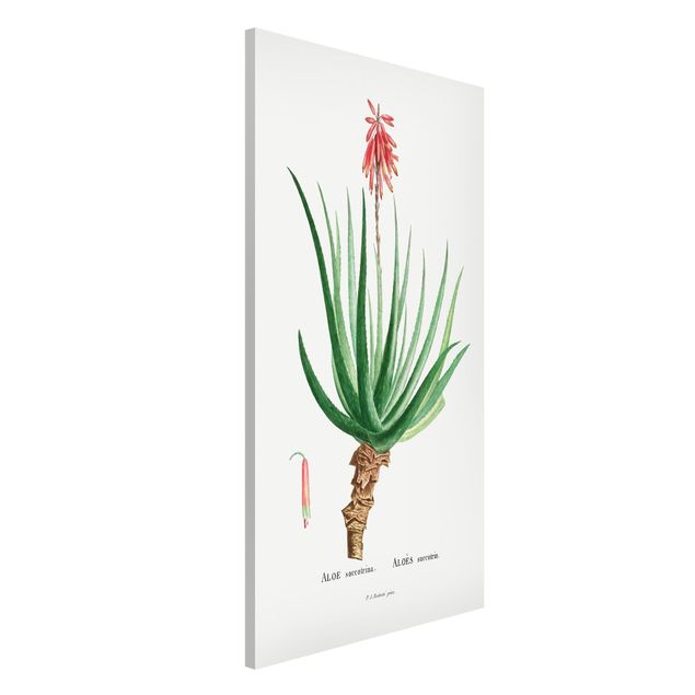 Kitchen Botany Vintage Illustration Aloe Pink Blossom