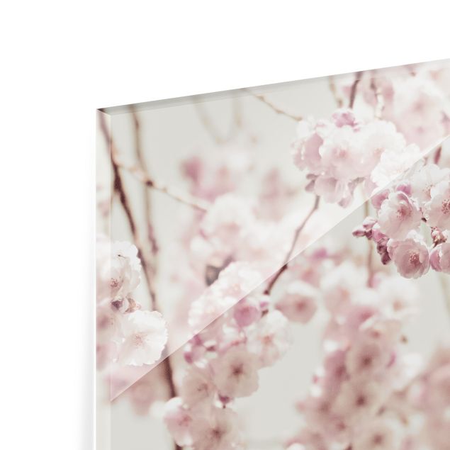 Splashback - Dancing Cherry Blossoms - Square 1:1