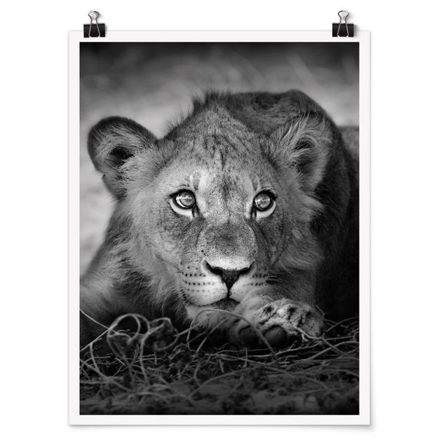 Black and white poster prints Lurking Lionbaby