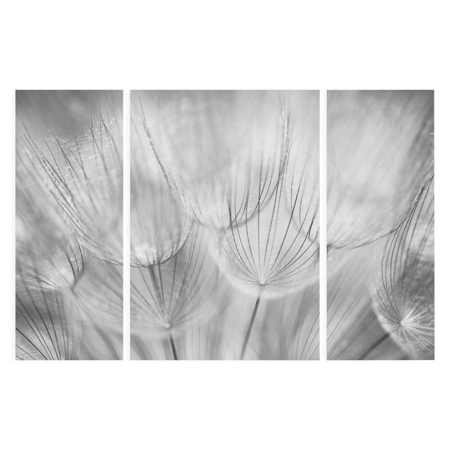 Floral canvas Dandelions Macro Shot In Black And White