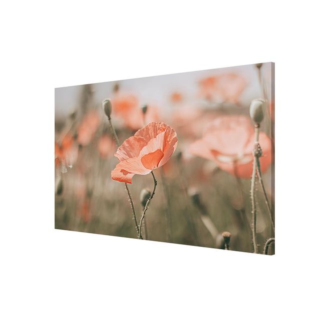 Magnet boards flower Sun-Kissed Poppy Fields