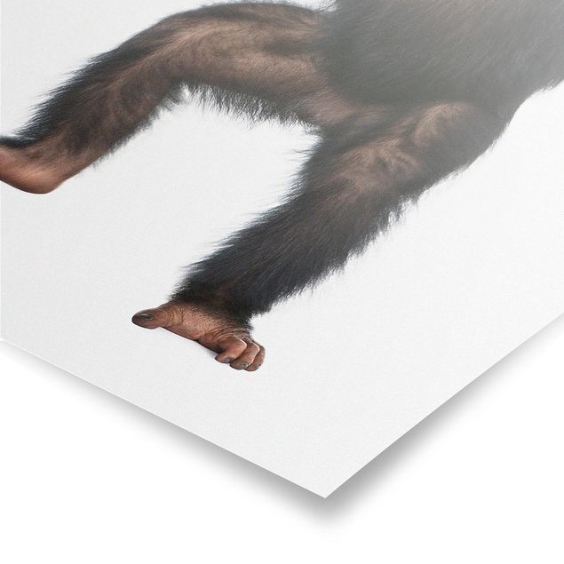 Posters animals Jolly Monkey