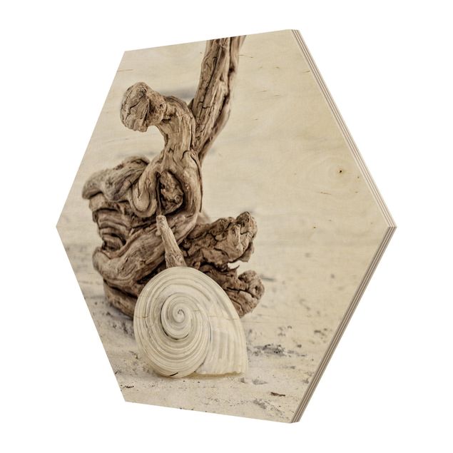 Wood prints beach White Snail Shell And Burl