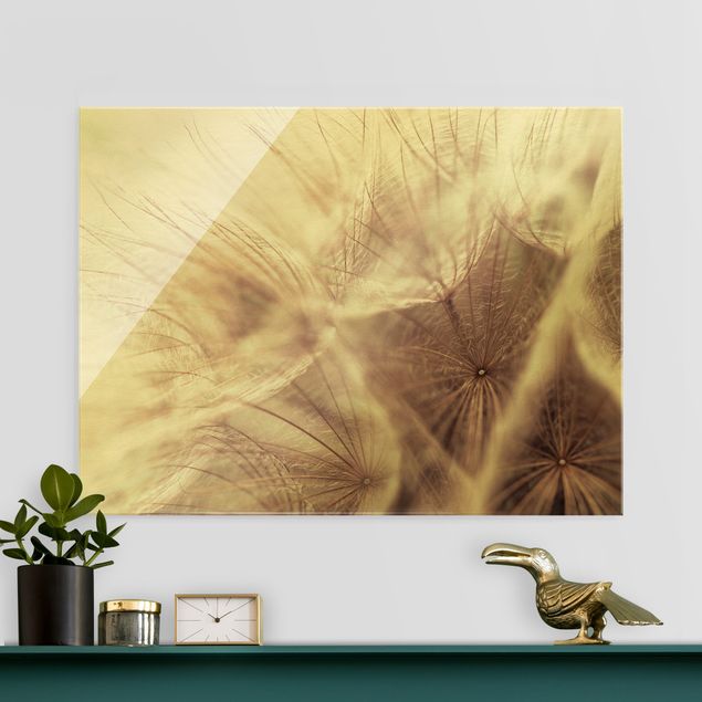 Glass prints dandelion clock Detailed Dandelion Macro Shot With Vintage Blur Effect