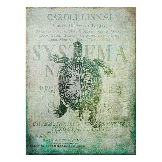 Art prints Vintage Collage - Antique Turtle