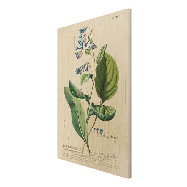 Vintage wood prints Vintage Botanical Illustration Lungwort