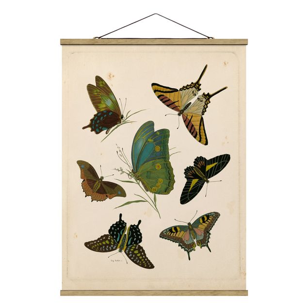 Animal canvas Vintage Illustration Exotic Butterflies