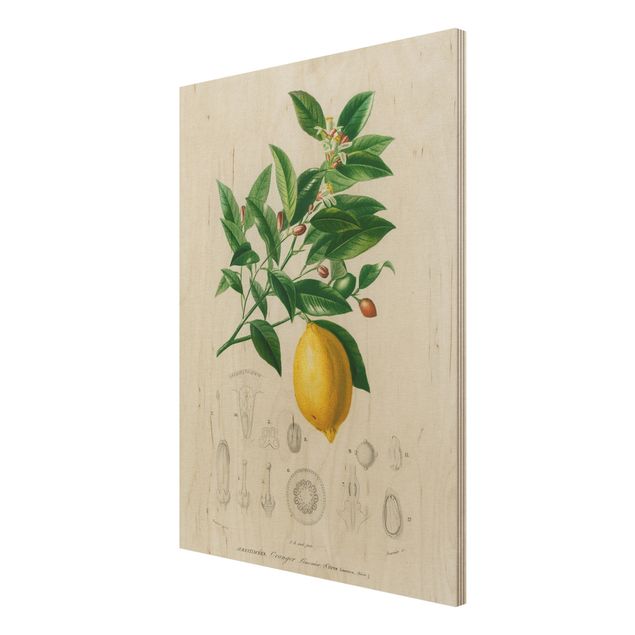 Wood prints vintage Botany Vintage Illustration Of Lemon
