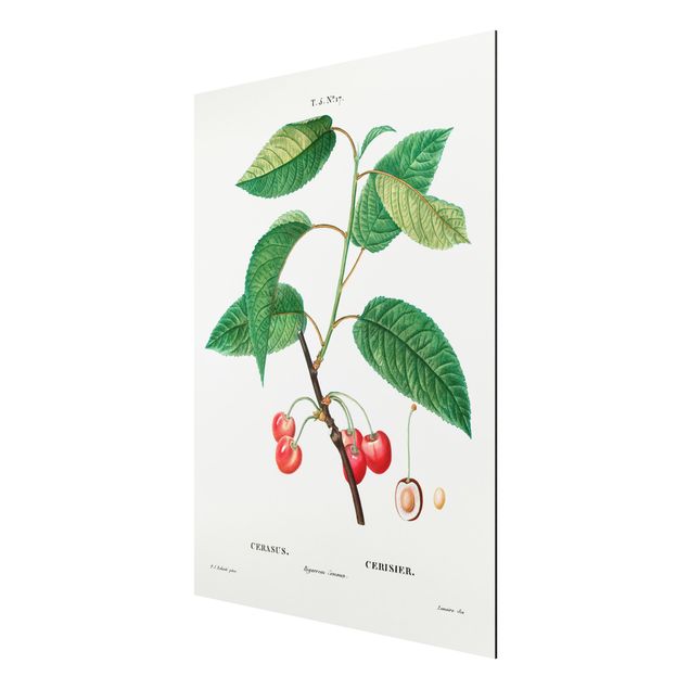 Prints floral Botany Vintage Illustration Red Cherries