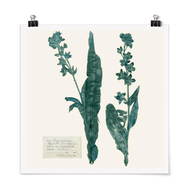 Vintage wall art Pressed Flowers - Hound's Tongue