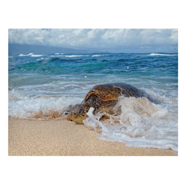 Sea prints The Turtle Returns Home