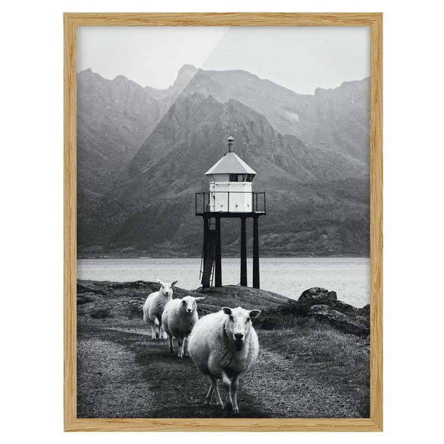 Framed prints black and white Three Sheep On the Lofoten