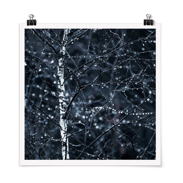 Contemporary art prints Dark Birch Tree In Cold Rain