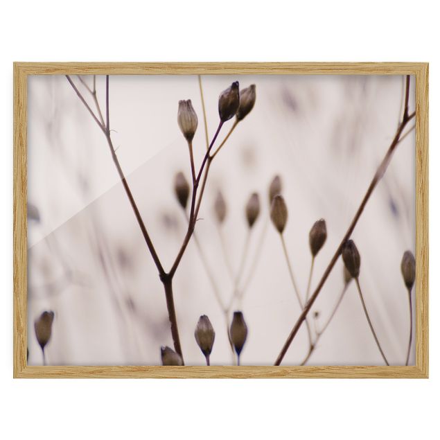 Flower pictures framed Dark Buds On Wild Flower Twig