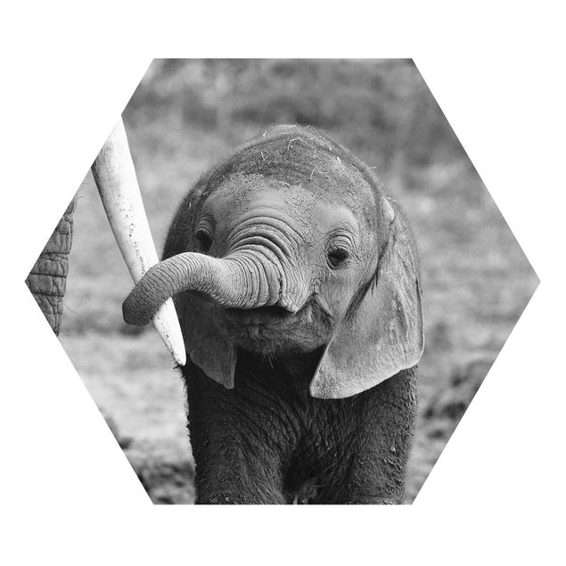 Forex prints Baby Elephant