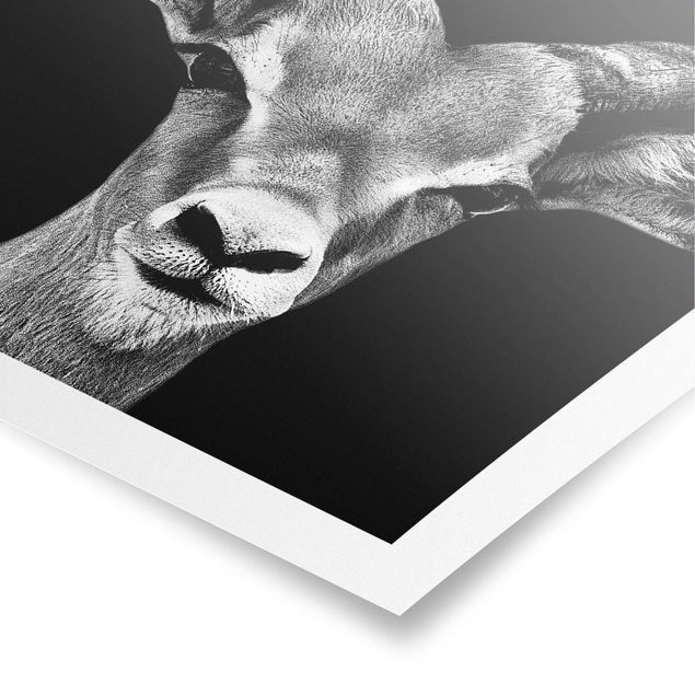 Prints black and white Impala antelope black and white