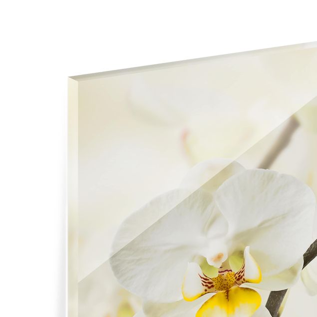 Glass Splashback - orchid branch - Panoramic