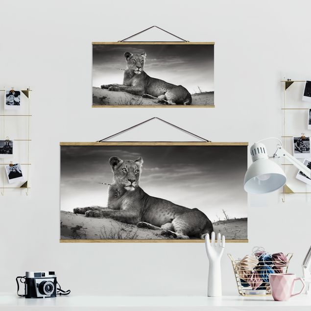 Black and white wall art Resting Lion