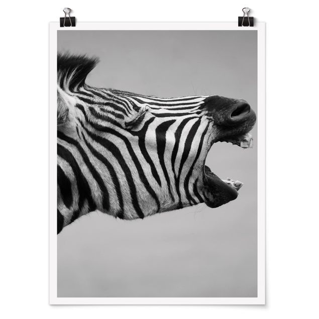 Poster black white Roaring Zebra ll