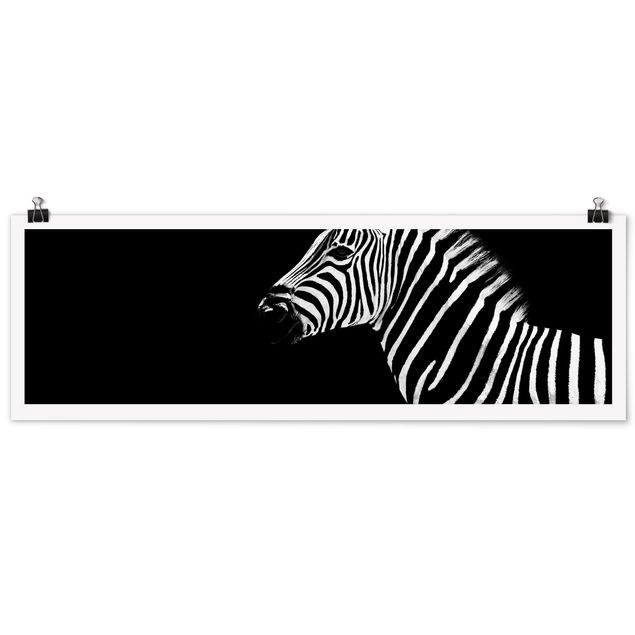 Poster black white Zebra Safari Art