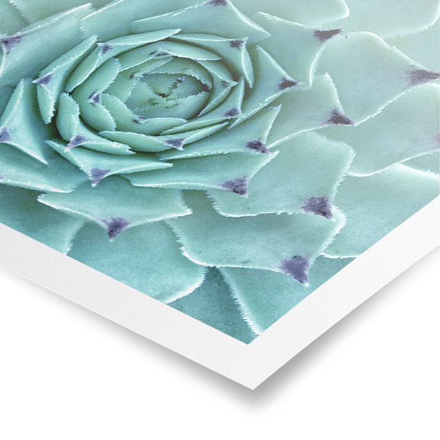 Turquoise prints Cactus Agave