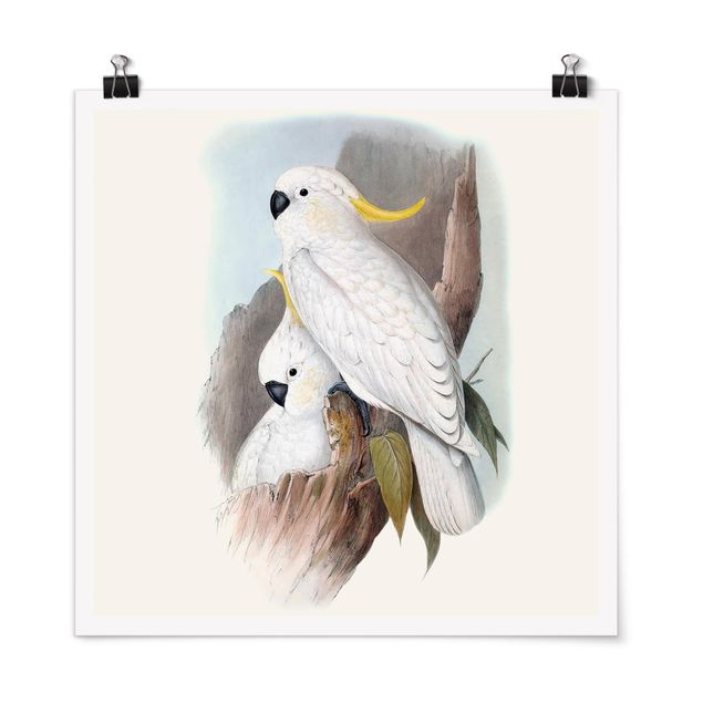 Animal canvas Pastel Parrots III