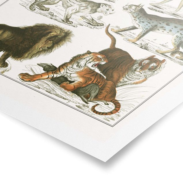 Prints animals Vintage Board Lion, Tiger And Jackal