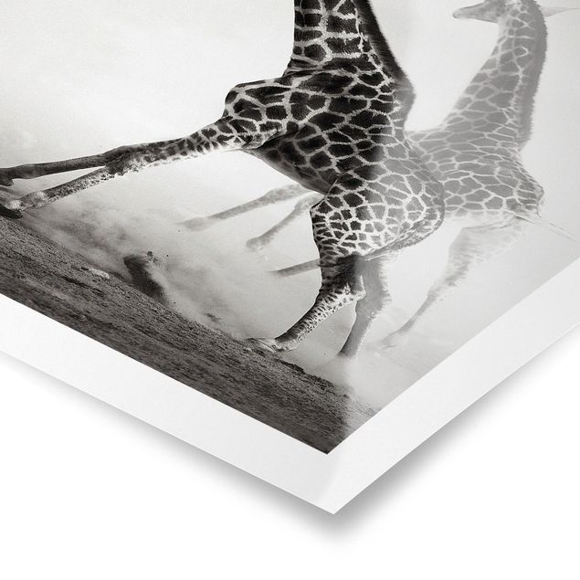 Black and white art Giraffe Hunt