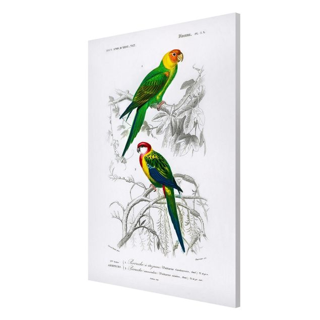 Flower print Vintage Wall Chart Two Parrots Green Red