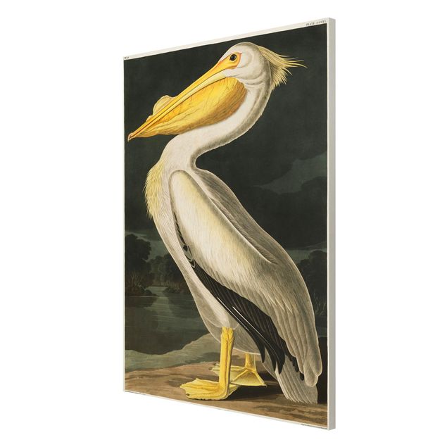Vintage posters Vintage Board White Pelican