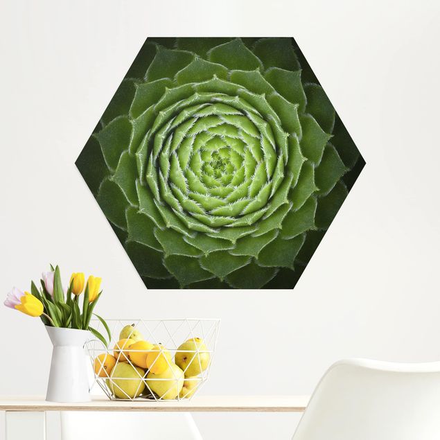 Kitchen Mandala Succulent