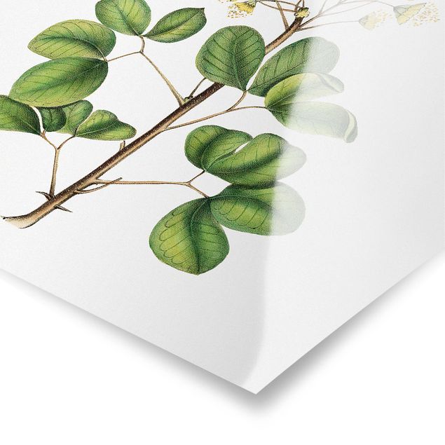 Prints Foliage With Flowers IV