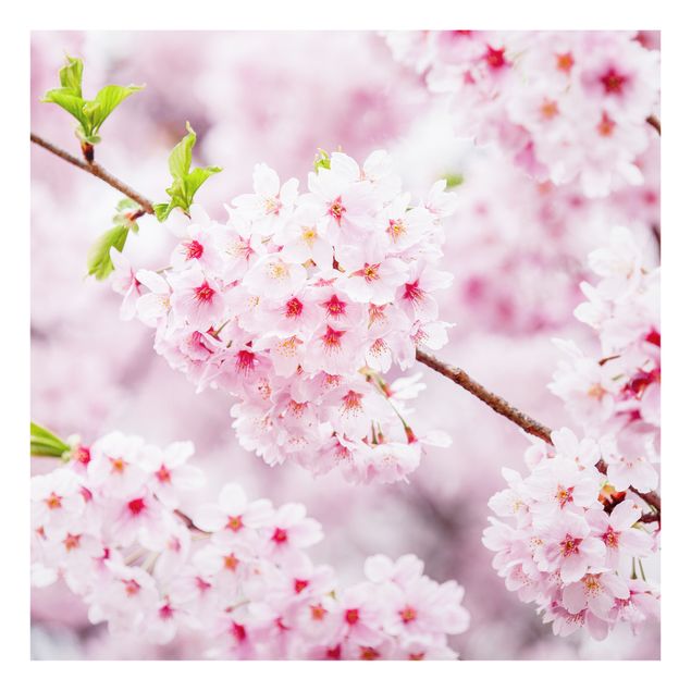 Glass splashback Japanese Cherry Blossoms