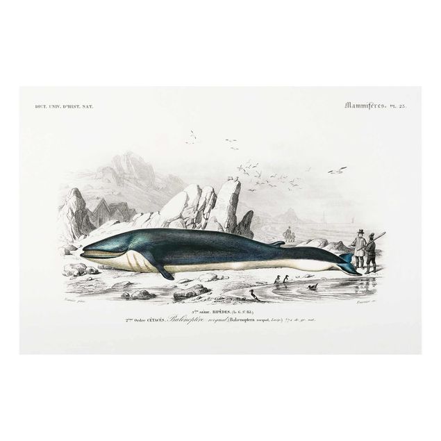 Prints blue Vintage Board Blue Whale
