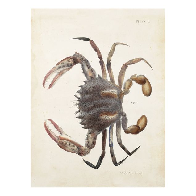 Vintage posters Vintage Illustration Crab