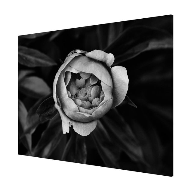 Floral canvas Peonies In Front Of Leaves Black And White