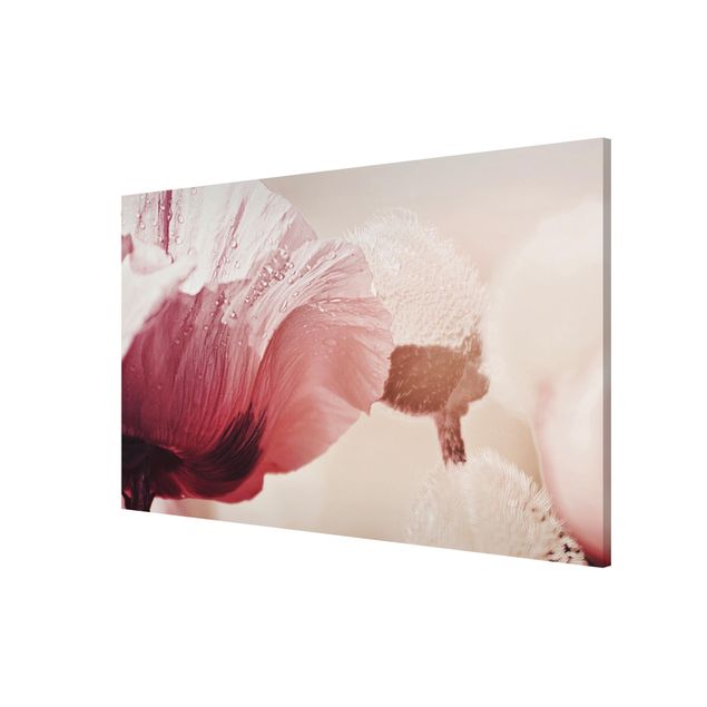 Magnet boards flower Pale Pink Poppy Flower With Water Drops