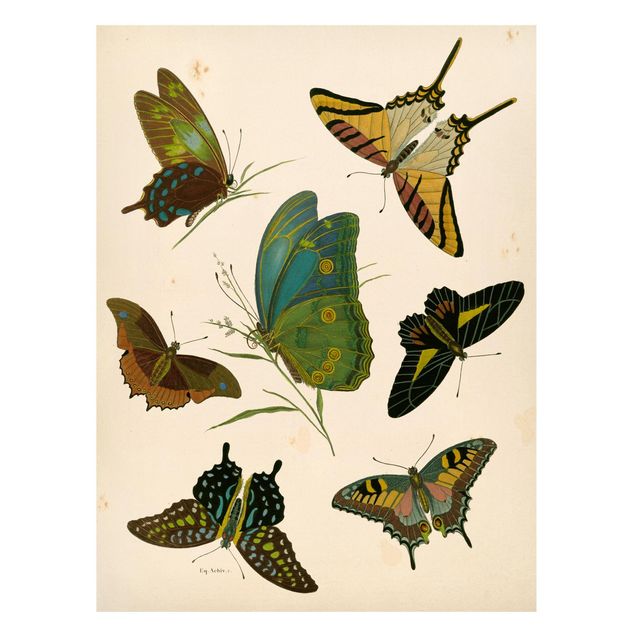 Butterfly framed art Vintage Illustration Exotic Butterflies
