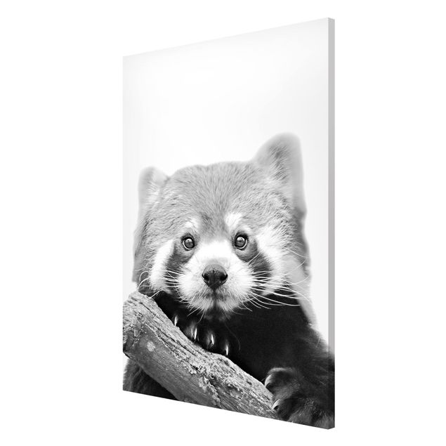 Magnet boards animals Red Panda In Black And White