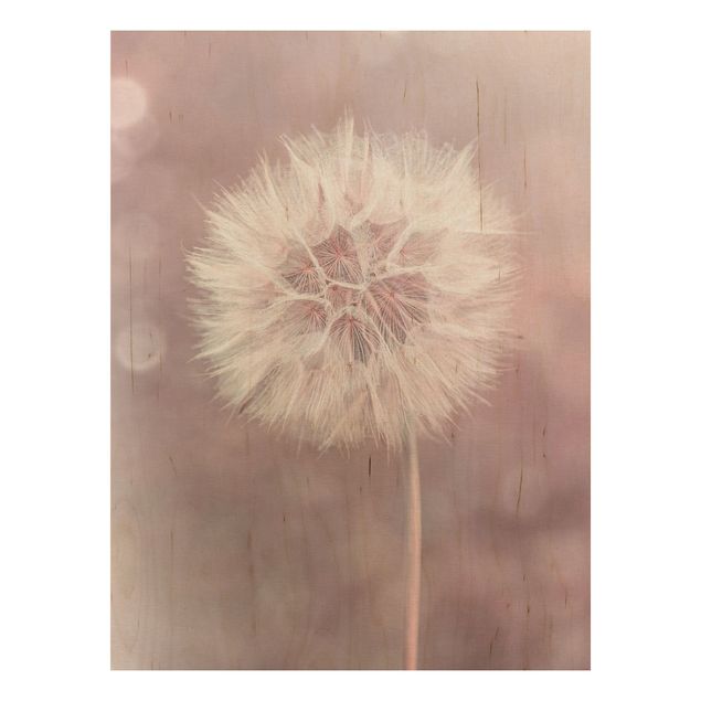 Wood prints flower Dandelion Bokeh Light Pink