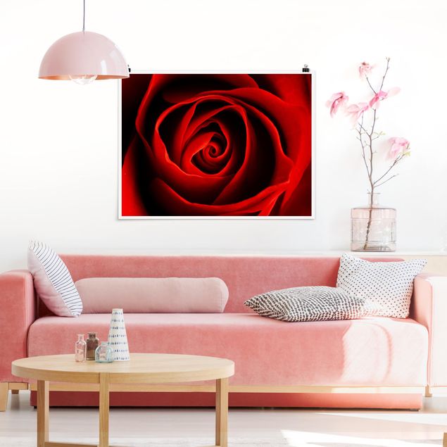 Floral canvas Lovely Rose