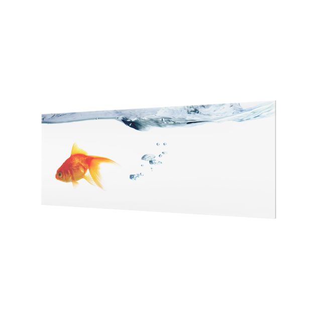 Glass splashbacks Goldfish